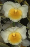 Dendrobium farmeri alba
