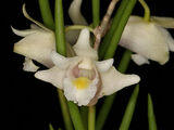 Dendrobium junceum