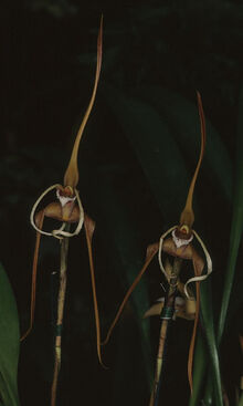 Maxillaria fractiflexa
