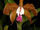 Cattleya porphyroglossa