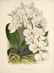 Phalaenopsis amabilis plate