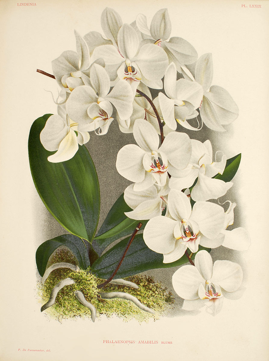 Phalaenopsis amabilis plate.jpg
