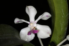 Vanda luzonica