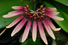 Bulbophyllum makoyanum