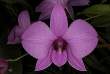 Dendrobium bigibbum