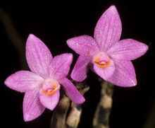 Dendrobium hasseltii