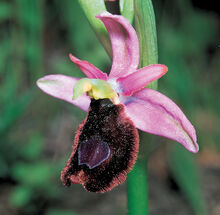 Ophrys flavicans.jpg