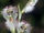 Huttonaea oreophila
