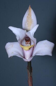 Maxillaria x doucetteana