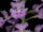 Platanthera grandiflora