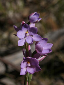 Thelymitra malvina