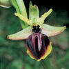 Ophrys sphegodes aesculapii