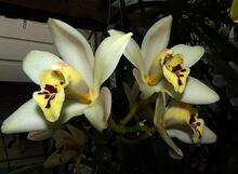 Cymbidium Gladys Whitesell1