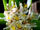 Maxillaria neglecta