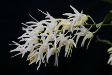 Dendrobium jonesii.jpg