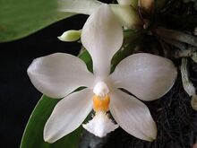 Phalaenopsis micholitzii