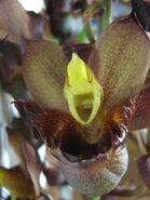 Catasetum apolloi male flower