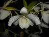 Dendrobium nobile var. virginale