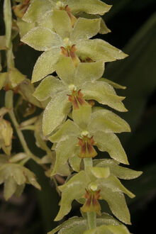 Dendrochilum uncatum