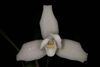 Lycaste skinneri alba