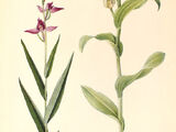 Cephalanthera