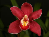 Cymbidium Royal Red