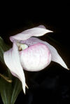 Cypripedium macranthos alba