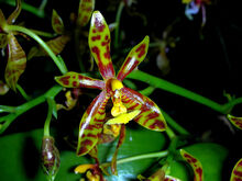 Phalaenopsis mannii