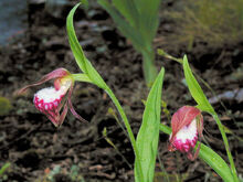 Cypripedium arietinum