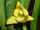 Maxillaria guareimensis