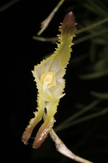 Porroglossum mordax