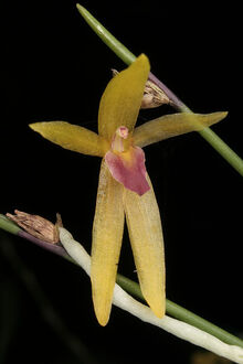 Octomeria brevifolia