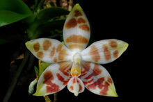 Phalaenopsis amboinensis