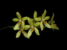 Phalaenopsis cochlearis.jpg