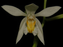 Coelogyne cumingii