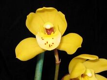 Cymbidium Eastern Promise, Orchids Wiki