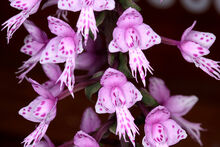 Stenoglottis longifolia