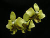 Phalaenopsis stuartiana var. nobilis.jpg