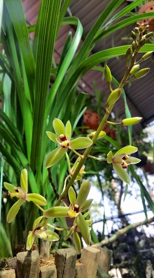 16797480 218845091853109 8895433970842394996 o