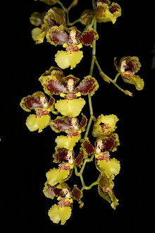 Oncidium sarcodes