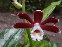 Phaius subtrilobus