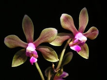 Phalaenopsis braceana