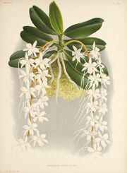 Aerangis ellisii plate