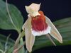 Coelogyne speciosa white