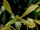 Dendrobium mirbelianum