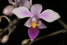 Phal. equestris