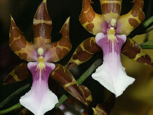 Miltonia clowesii