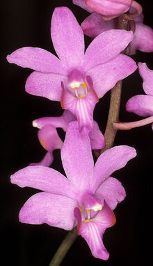 Phal buysoniana