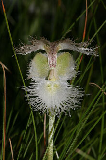 Huttonaea grandiflora