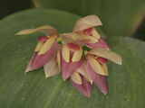 Pleurothallis marthae